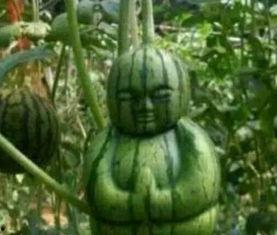 你们在网上吃瓜,揭秘热门事件背后的真相与笑料