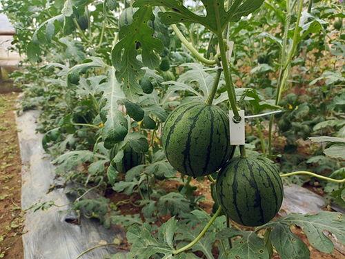 五一吃瓜网今日最新,揭秘五一假期热门事件背后的真相！